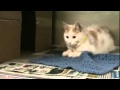 Meet Calvin a Domestic Shorthair currently available for adoption at Petango.com! 3/1/2012 9:52:36 A