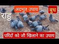 #When is the remedy of feeding barley to birds done? After this remedy, Rahu will never have any ...
