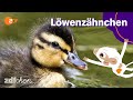 Keks und die schlaue Rettung | LÖWENZÄHNCHEN | ZDFchen