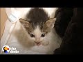 Couple Takes In Two Orphaned Kittens Who Turn Their House Upside Down | The Dodo