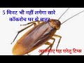 घर से कॉकरोच भगाने का आसान तरीका 😱 kitchen tips / kabad se jugad / cockroach bhagane