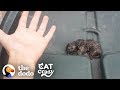 Teeny Kitten Found in the Trash Nurses on His Dad's Hand When He Sleeps | The Dodo Cat Crazy
