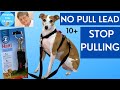 No Pull Dog Lead /Halti Double Ended Lead