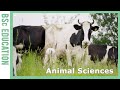 Discover Animal Sciences | WURtube