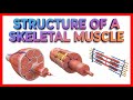Structure of a Skeletal Muscle - Muscle Physiology Animations || USMLE Step 1