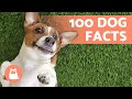 100 FACTS About DOGS That Will Surprise You 🐶🐾 Discover them!
