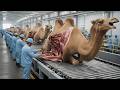 Inside the World’s Largest Bactrian Camel Mega Factory: Two-Humped Camel to Million-Dollar Products