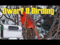 Bird watching with the Dwarf 2 Smart Telescope from DwarfLabs