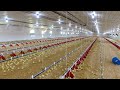 Take the 2025 UPDATED Bell \u0026 Evans Broiler Farm Tour