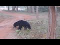 Sloth Bear Crossing | Tadoba National Park