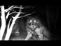 Trail cam captures what no one was supposed to see