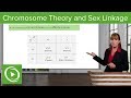 Chromosome Theory and Sex Linkage – Genetics | Lecturio