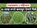 उन्हाळ्यात मालामाल करून देणारी पिके ||२ महिन्यात १० लाख पर्यंत कमावून देणारी पिके || कृषी सल्ला