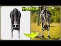 Zoonomaly - Game VS Real Life | All Character Comparison