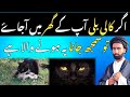 Kali billi ka ghar mean aana|billi ka achanak ghar me aana