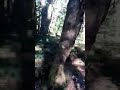Creepy screaming in Aokigahara Jukai... (Japan)