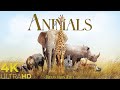 Animals 4K • Relaxation Film with Peaceful Music | Nature 4K Relaxation Film