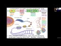 MIT Deep Learning Genomics - Lecture 6 - Regulatory Genomics (Spring 2020)