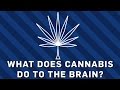 What Does Cannabis Do To The Brain? | Earth Science