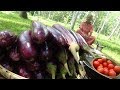 Eggplant Recipe ❤ Cooking Eggplant (Brinjal) Masala Curry in my Village by Grandma | Village Life