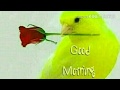 GOOD MORNING video - WhatsApp