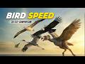 Peregrine Falcon vs Golden Eagle: Fastest Bird Speed Test 3D