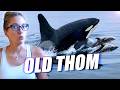 Mystery of Old Thom: The Orca Who Lives With Dolphins