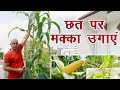 छत पर मक्का उगाएं, भरपूर फल लेने की विधि यह है || Organic Kitchen Gardening || Technical Farming