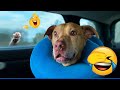 Animals Catch Humans by Surprise in the Funniest Ways 🤪 Funny Animal Videos 2026 🤤 #funnycatsdogs
