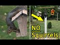 How to Keep Squirrels Away from Bird Feeders