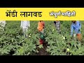 (भेंडी लागवड संपूर्ण माहिती)..भेंडी पिकाची लागवड ते काढनी संपूर्ण माहीती,उन्हाळी भेंडी लागवड,भेंडी..