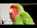 Girl Finds A Sad Lovebird And Makes It Her Mission To Find His Family | The Dodo