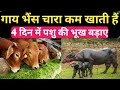 गाय भैंस चारा कम खाती हैं 4 दिन में पशु की भूख बड़ाने का No.1 फार्मूला । गाय चारा कम क्यों खाती हैं