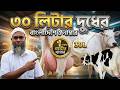 ৩০ লিটার দুধের গাভী কিনুন ঢাকা থেকে ! বাংলাদেশে ১ নাম্বার গাভীর বিক্রয় কেন্দ্র