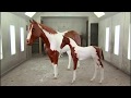 How It's Actually Made - Horses