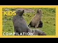 What do Animals Think?! | Animal LOL | Nat Geo Kids Compilation | @natgeokids