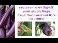 Brinjal shoot \u0026 fruit borer \u0026 control বেগুনের ডগা ফল ছিদ্রকারী পোকা নিয়ন্ত্রণ Leucinodes orbonalis