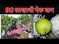90 लाखाची पेरू बाग | पेरू लागवड | Guava Farming