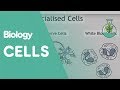 Intro To Cells: Animals \u0026 Plants | Cells | Biology | FuseSchool