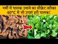 Secret way of growing spinach in summer, grow green spinach even at 40°C | Garmi Me Palak Ugane K...