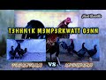 #breedingtechnique #inbreed  TEHNIK MEMPERKUAT GENETIK PEJANTAN/INDUKAN