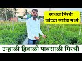 स्पेशल उन्हाळी मिरची वाण | मिरची लागवड कोणत्या महिन्यात करावी | Mirchi lagwad | unhali mirchi
