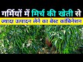 गर्मियों में मिर्च की खेती से ज्यादा उत्पादन लेने का 3 बेस्ट कांबिनेशन