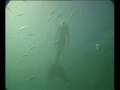 Mermaid filmed in Australia