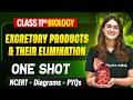 Excretory Products and their Elimination Class 11 One Shot 🔥 | NCERT + Diagrams | Biology Chapter 16