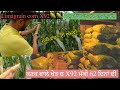 Corn 🌽 limagrain X92//ਡਾ ਹਰਮਨ ਦੀ x92 ਮੱਕੀ ਬਹੁਤ ਵਧੀਆ ਕਣਕ ਵਾਲੇ ਖੇਤ ਚ//SEERA DHILLON