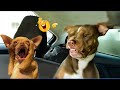 Overdramatic Dogs Who Deserve an Oscar for Real 😂 Funniest Animal Videos