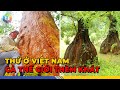 Quốc Tế THÈM MUỐN 7 Loài Cây Quý Hiếm Bậc Nhất Việt Nam - Top 1 Khám Phá