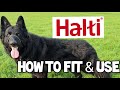 Halti Head Collar - How to fit and use | GERMAN SHEPHERD