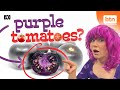 Why Australia Might Be Getting Purple Tomatoes